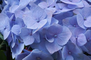 mavi ortanca çiçek