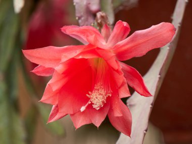 Vazoda çiçek etli bitki