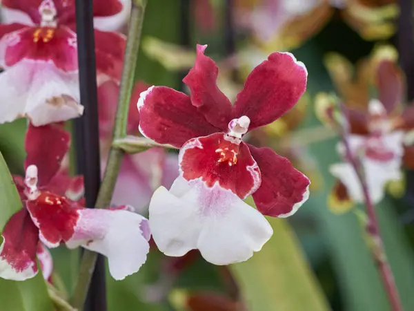 Orquídea em flor — Fotografia de Stock