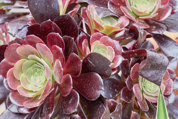 Sukkulente blüht in der Vase — Stockfoto