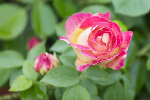 Gotas de lluvia en la rosa en flor — Foto de Stock