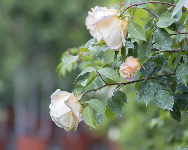 満開のバラの花の雨 ストックフォト