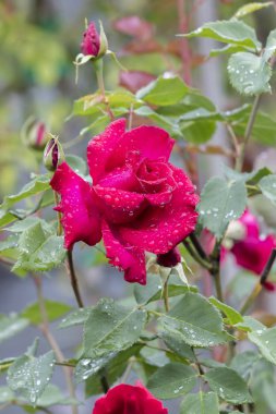 ıslak gül bahçesinde yağmur sonra