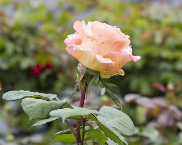 Мокрая роза после дождя в саду — стоковое фото