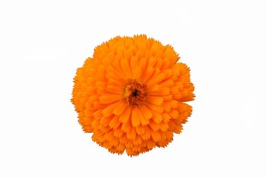 Marigold Çiçek bahçesinde