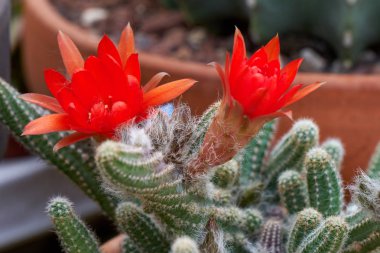 Vazoda çiçek etli bitki