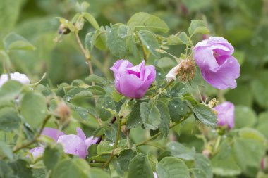 ıslak gül bahçesinde yağmur sonra