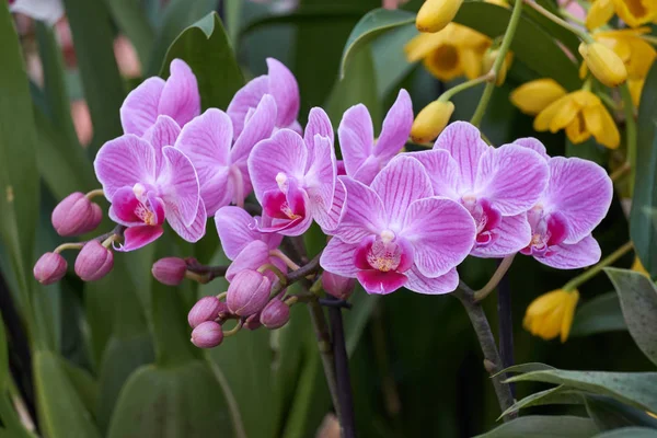 Orchid in bloei — Stockfoto