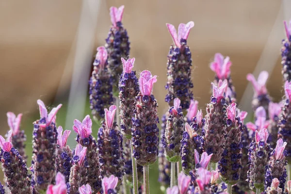 Lavanda em flor no jardim — Fotografia de Stock