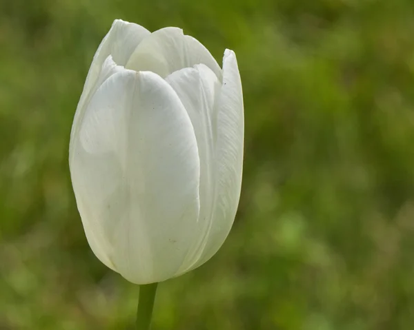 Белый цветок тюльпана весной в саду — стоковое фото