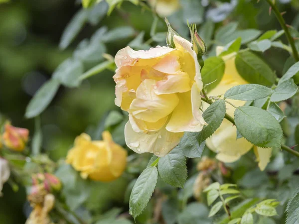 Rosa bagnata dopo la pioggia in giardino — Foto Stock