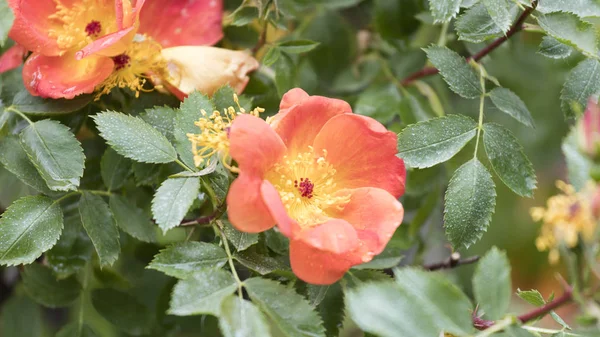 Nasse Rose nach Regen im Garten — Stockfoto