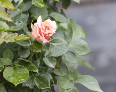 ıslak gül bahçesinde yağmur sonra