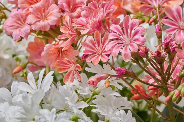 bahçede çiçek lewisia çiçek