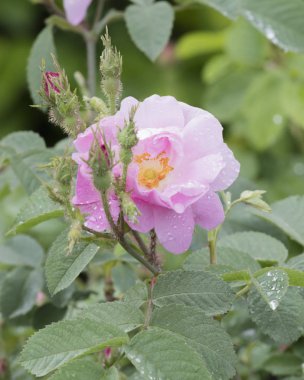 Yağmur damlaları Rose çiçek