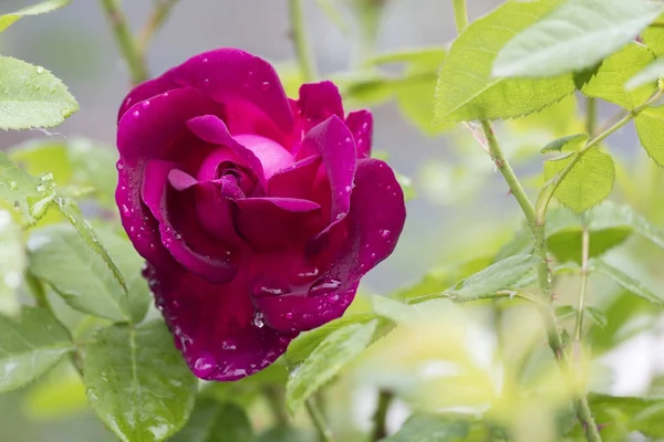 Wet rose after rain in the garden — Stock Photo, Image