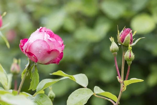 Rosa mojada después de la lluvia en el jardín — Foto de Stock