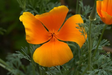 İlkbaharda bahçede açan çiçek.