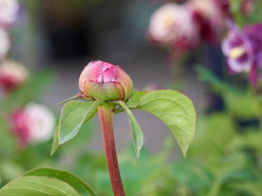 Bahçedeki şakayık
