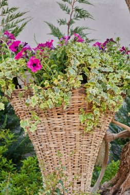 asılı sepet çiçek çiçek