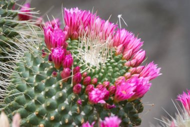 Vazoda çiçek etli bitki