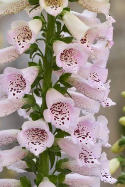 digitalis purpurea çiçek çiçeklenme