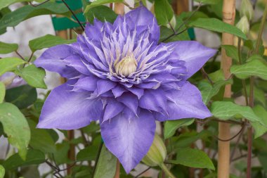 ilkbaharda çiçek clemantis çiçek