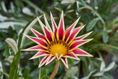 garzania bahar bahçesinde çiçek