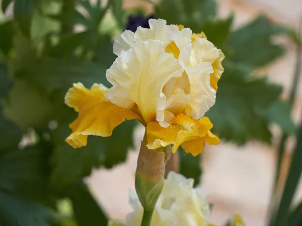 Το gladiolus ίριδας στην άνθιση στον κήπο — Φωτογραφία Αρχείου