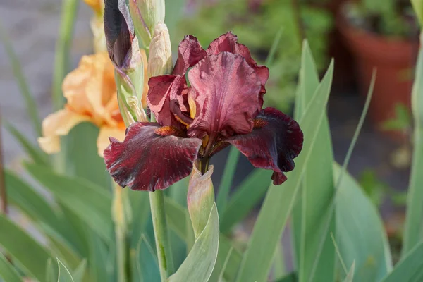 Iris gladiolus en flor en el jardín —  Fotos de Stock