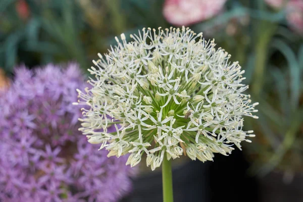 Allium bahçede çiçek — Stok fotoğraf