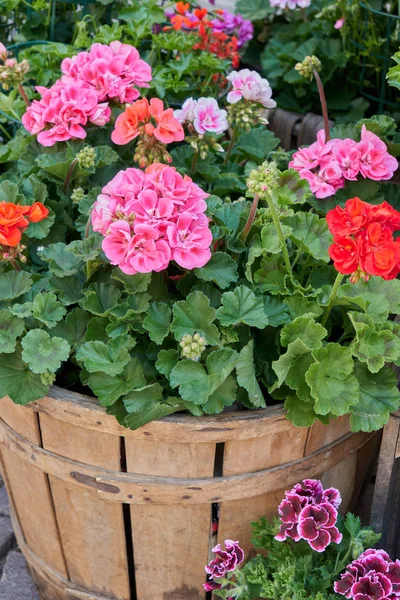 Geranium in bloom in the box — Stock Photo, Image