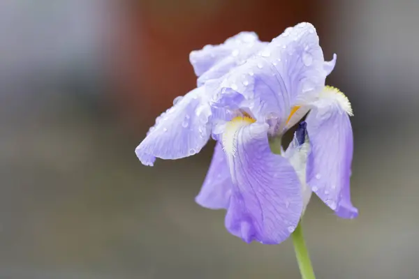 Gotas de lluvia en el iris después de la lluvia en el jardín —  Fotos de Stock