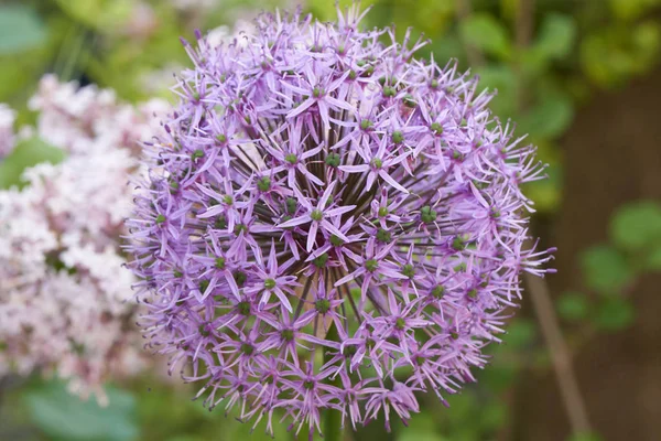 Allium em flor no jardim — Fotografia de Stock