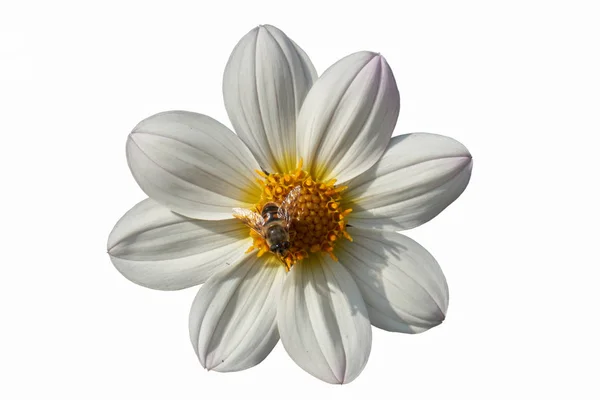 BI på dahlia i trädgården — Stockfoto