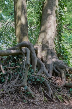 ahşap karışık kök