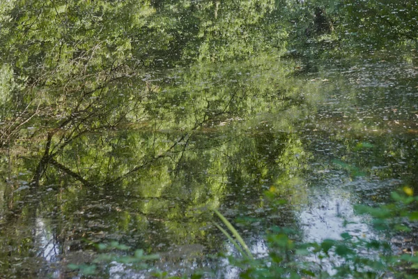 Reflexionen der Wedel auf dem Teich — Stockfoto