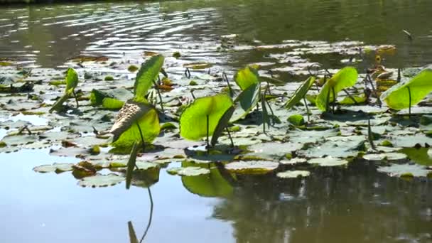 Waterlily di kolam — Stok Video
