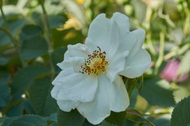 Gül bahçesinde çiçek