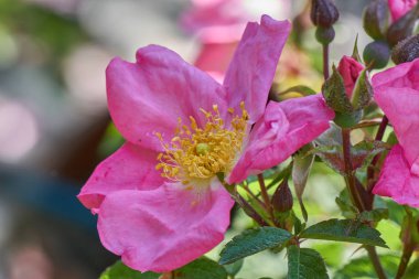 pembe Gül bahçesinde çiçek