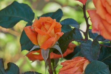 Gül bahçesinde çiçek