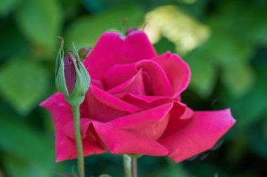 Gül bahçesinde çiçek