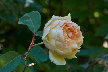 sarı gül bahçesinde çiçek