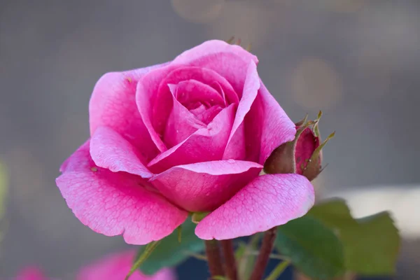 Rosa rosa en flor en el jardín — Foto de Stock