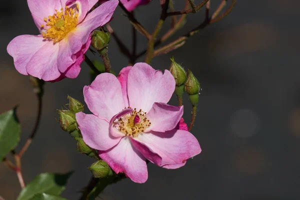 Rosa rosa en flor en el jardín — Foto de Stock