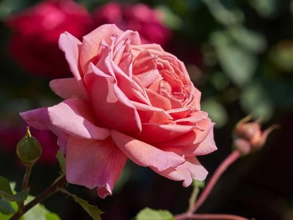 Růžové růže kvetou v zahradě — Stock fotografie
