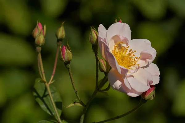 Rosa en flor en el jardín — Foto de Stock