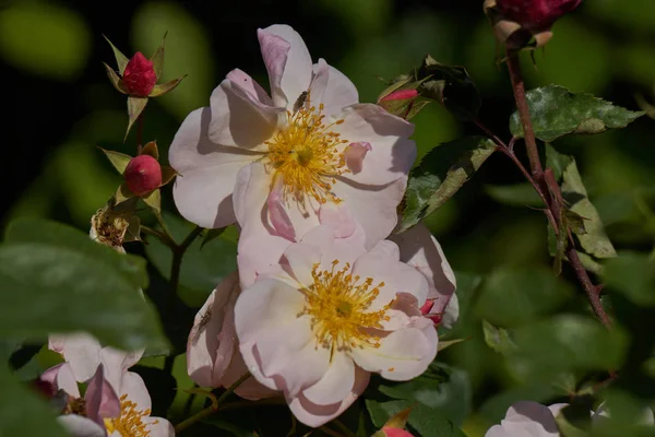 Rosa en flor en el jardín — Foto de Stock