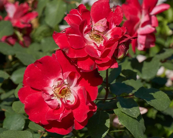 Rose w rozkwicie w ogrodzie — Zdjęcie stockowe