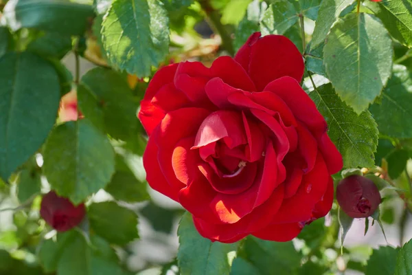 Rose w rozkwicie w ogrodzie — Zdjęcie stockowe